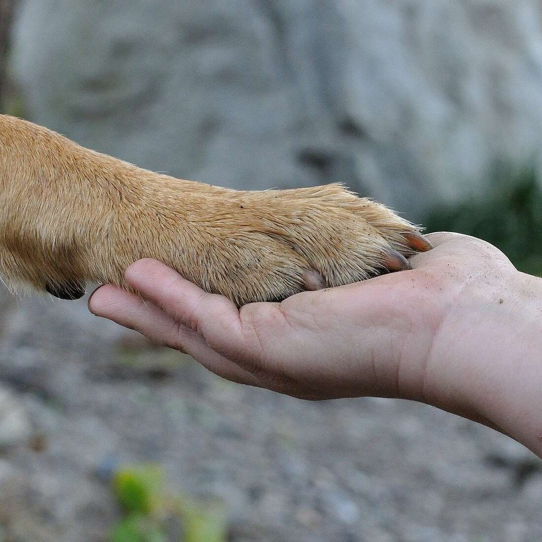 Pfote auf Hand