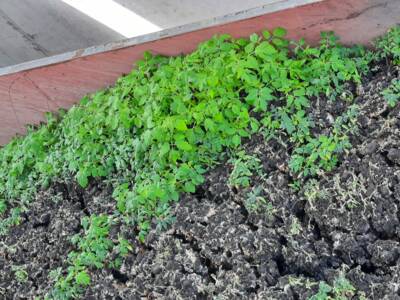 Auf dem gepressten Klärschlamm wachsen Tomatenpflanzen