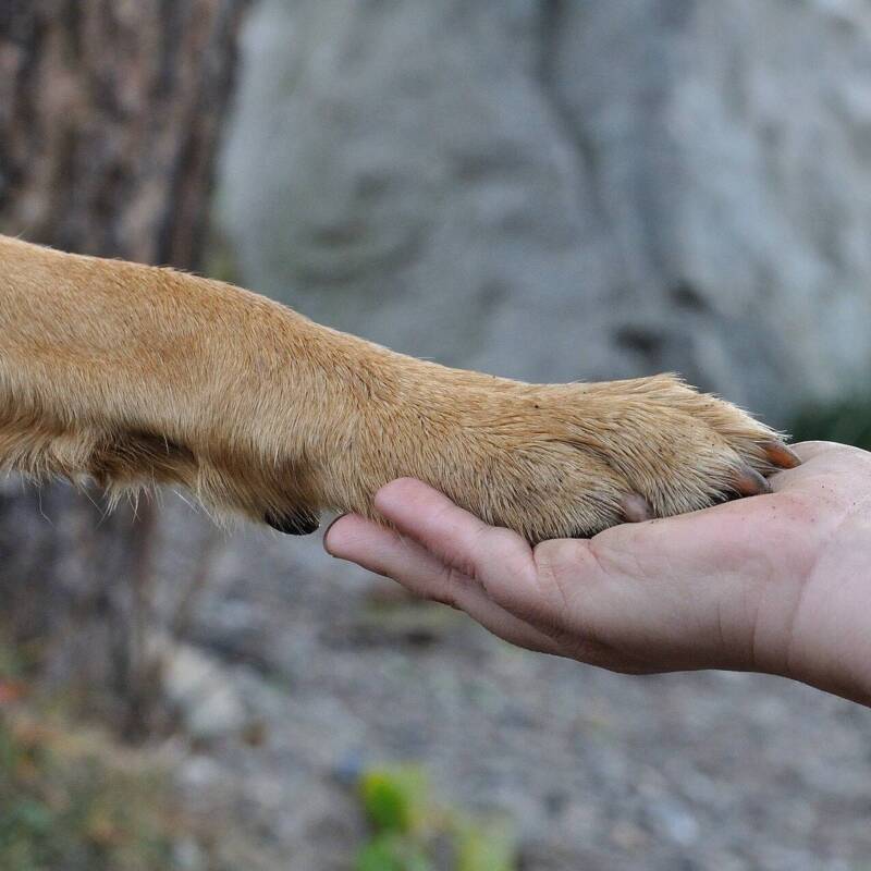 Pfote auf Hand