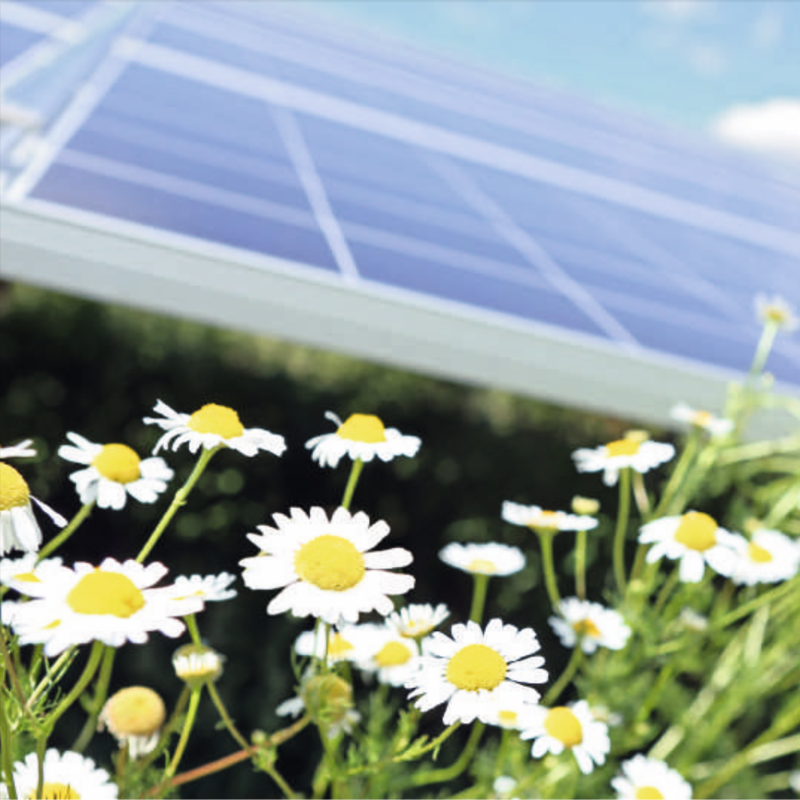 Symbolbild Solarpark Sonnenblumen